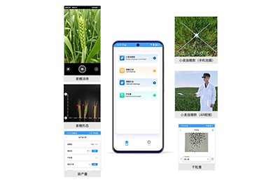 深圳市小麦亩穗数分析仪IN-XM02
