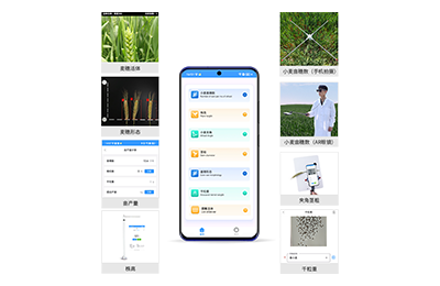 深圳市小麦表型测量仪IN-XM05